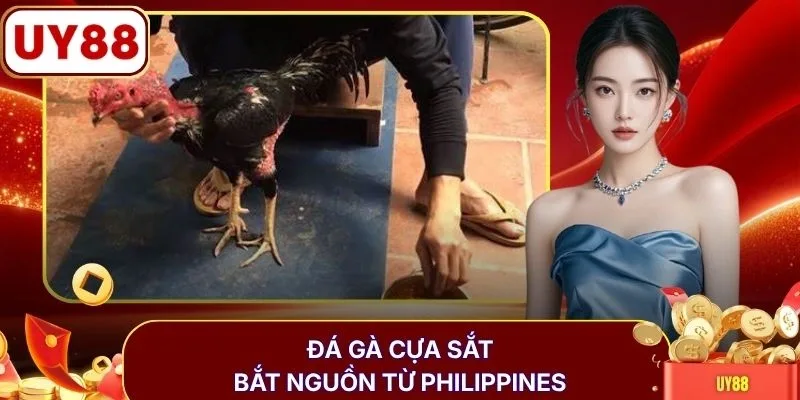 Đá gà cựa sắt bắt nguồn từ Philippines