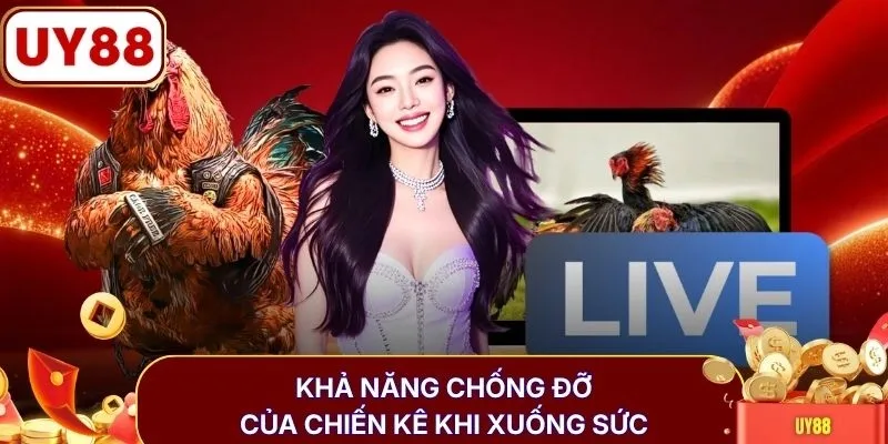 Khả năng chống đỡ của chiến kê khi xuống sức